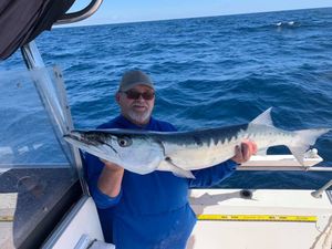 Large Great Barracuda from Atlantic Ocean, FL