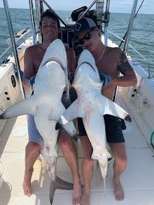 Sharks In Jacksonville, FL