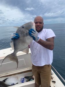 Massive Triggerfish in Jacksonville, FL