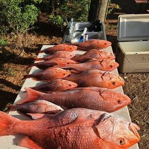 Snapper Fishing Bliss in Gulf Shores