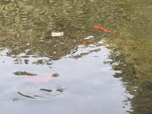 Tampa Spey Fishing Adventure - Reconnect with Nature's Serenity