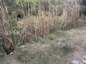 Tranquil Tampa Wetlands: A Serene Fishing Getaway