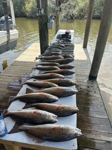 Louisiana Spring time is here