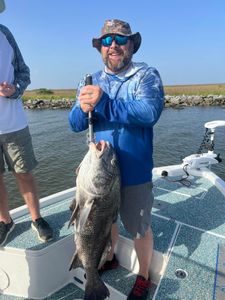 Black Drum fish from Louisiana waters