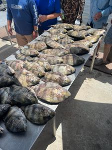 Sheepshead fish from St. Bernard, LA