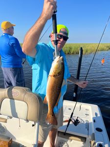 Large Redfish in Louisiana