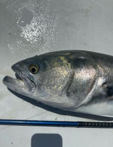 Blue fish, Flounder and Striped Bass