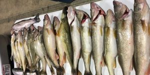 Lake Erie Walleye Season 2025