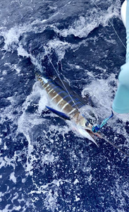 Kailua Kona Fishing Report 