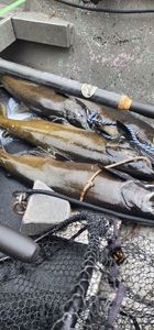 Its almost that time for kings in the river!!! Fly rods are out and plugs are getting new hooks!