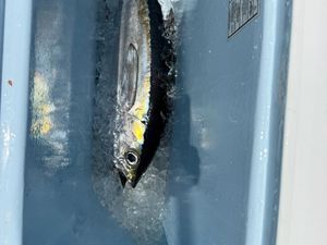 A perfect day on the water ended with a solid 20-pound Blackfin Tuna in the box and great memories made offshore.