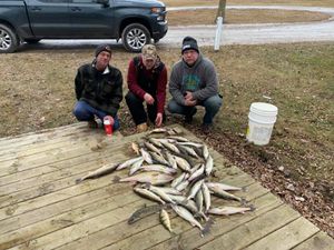 Saginaw River limit day with 48 walleyes and bonus perch