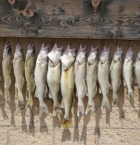 Its time for fall and Winter walleye fish