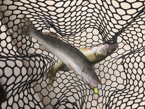 The Ultimate Saginaw Bay Walleye Fishing Guide