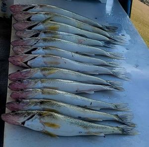 Lock In Your Lake Erie Fishing Charter Before Dates Fill Up