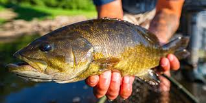 Tampa Bay Bounty: Smallmouth Bass Fishing Adventure