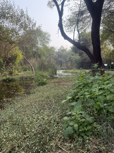 Exploring the Tranquil Wetlands of Tampa Bay