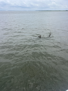 Shark Action: Bluffton's Inshore Bite Heats Up with Fish Bluffton