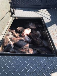 Rogue River Week 1: Bottom Limits + Salmon