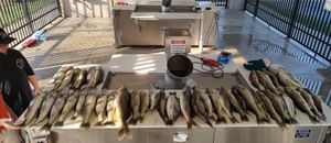 Big walleye fishing haul 42 fish top 26 inch catch