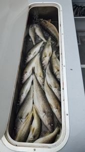 Catch and release walleye fishing steady action on the water