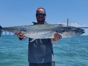 King Mackerel reeled in Tampa Bay, Florida