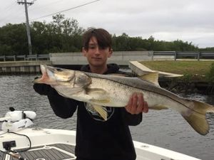 great size Snook in Tampa Bay, Fl