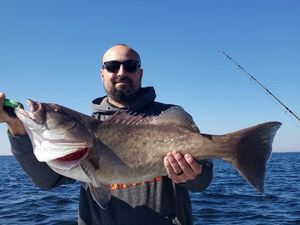 big catch from Tampa Bay, Fl fishing trip