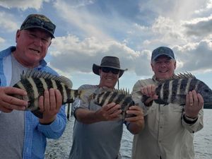 Sheepshead fish reeled from Tampa Bay, Fl