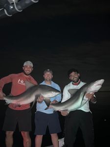 Tampa Bay Shark Fishing