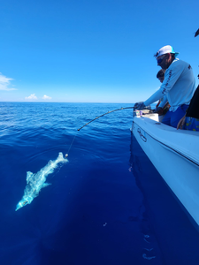 Destin Fishing Report