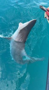 Florida's Top Shark Fishing Charter