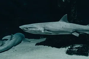 Master the Shore: Land-Based Shark Fishing in Gulf Breeze