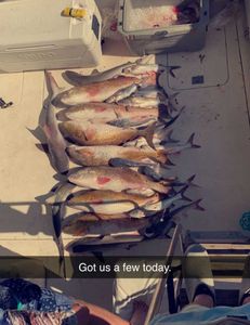 Catch of the Day: Galveston, TX Fishing