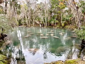 Discover Crystal River: Top Attractions Beyond the Waves