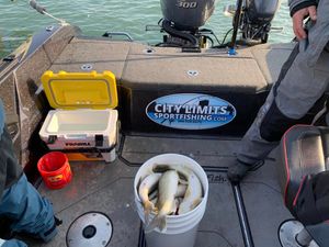 Bucket of Walleye! Fishing Lake Erie 2023