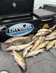 Walleyes on the bay! 