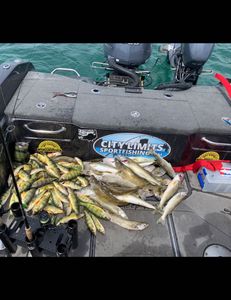 Lake st Clair mix bag beat down! 