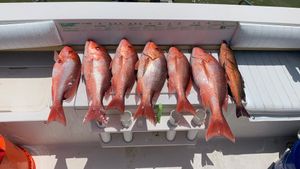 Snapper Season Heats Up Offshore While Redfish Dominate Pensacola Bay