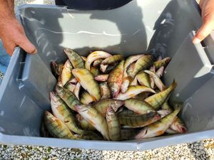 Walleye & Yellow Perch Fishing