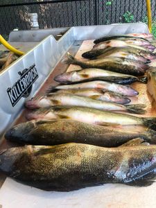 Big Pond Fishing Delivers Another Great Haul