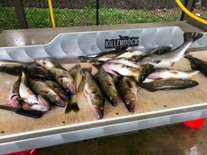 Regular Customers Bring Home the Catch