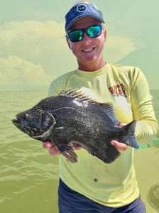 Fishing for Tripletail in Citrus County, Fl