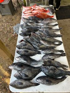 Strong bottom fishing bite in Murrells Inlet