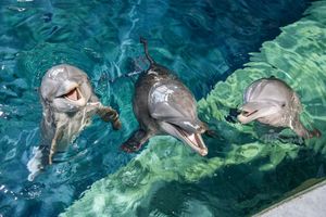 Beyond the Reel: The Ultimate Visitor’s Guide to Clearwater, FL