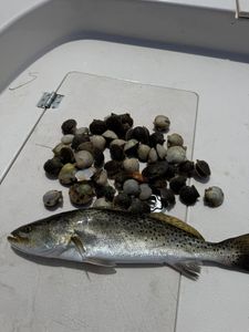 Cooling off with a dive flag break during our Carrabelle fishing trip!