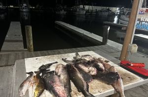 Barataria Basin Night Fishing Heats Up As Temperatures Rise