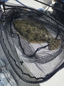 Solo trip lands quality flounder