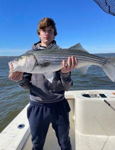 Live Bunker Striped Bass 