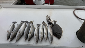 Fort Morgan Speckled Trout Success - Mobile Bay Fall Fishing Trip